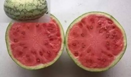 吃瓜直播间免费吃瓜是真是假,吃瓜直播间免费吃瓜，真相大揭秘！